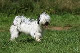 TERRIER DU TIBET 296